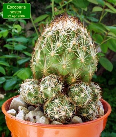 Escobaria_ hesteri_ 01